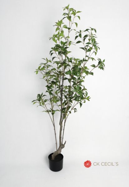 [413249] Japonica Tree X 278Lvs.X1.67Mt T.T. Green