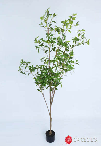 JAPONICA TREE X 385LVS.X2.10MT T.T. GREEN
