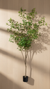 Japonica Tree X 385Lvs.X2.10Mt T.T. Green