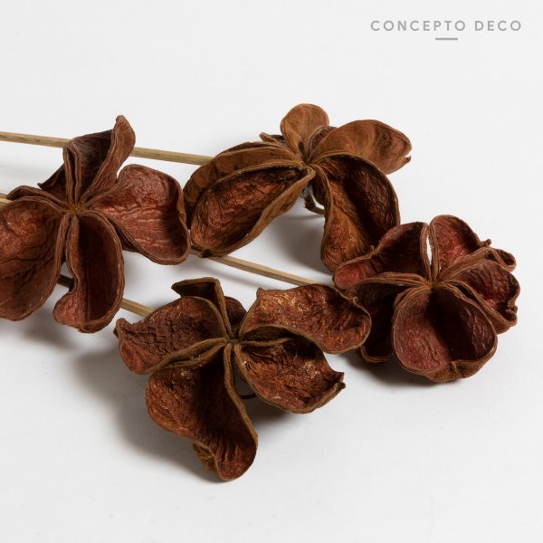 [165743] Flores Secas Bouquet Loto Marron 60Cm