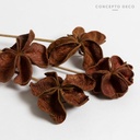Flores Secas Bouquet Loto Marron 60Cm