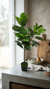 PLANTA GOMERO CON MACETA 120 CM