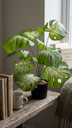 PLANTA MOSTERA X 12 CON MACETA 57 CM