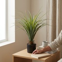 DRACENA CON MACETA 75 CM