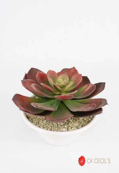 [413832] Plast. Gde C/Echeveria 13X21Cm