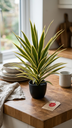 Sansevieria Plant 79Cm X 40Lvs