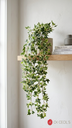 English Ivy Caida X372L.X86Cm.