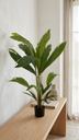 Chamadorrea Palm Nat X 1.20 Mt
