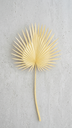 Fan Palm Otoñal 84 Cm. Cream