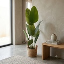 Banana Tree X 9 Lvs. X 1.60Mts T.T. Green