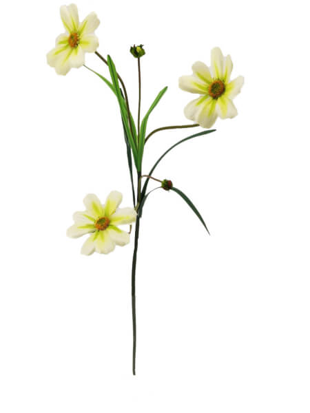 [180165] Vara Cosmos X 6