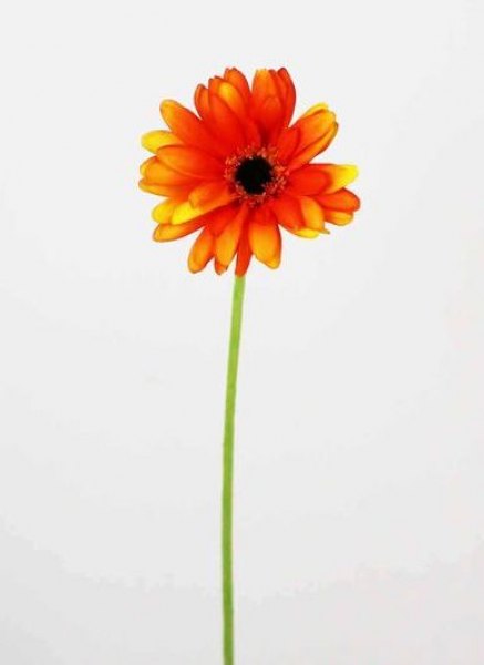 GERBERA 22 PG.(56CM) ORANGE