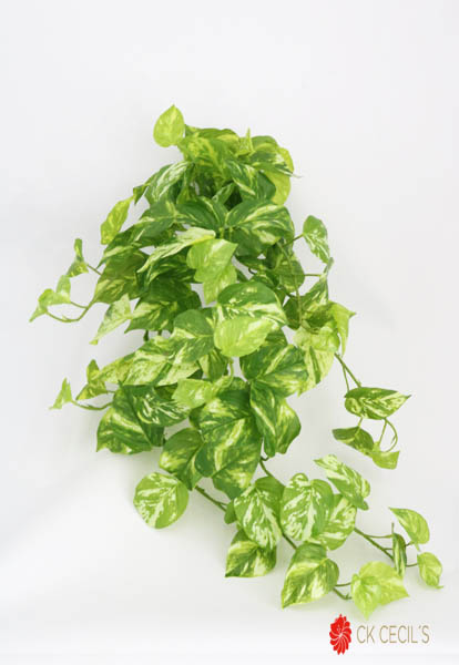 [413489] Pothos Marble Caid.Nat.Touch15 Gr/Vi