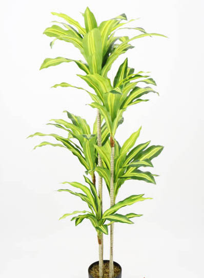 DRACENA TREE X 5 X 1.50 MTS. GREEN YELLOW