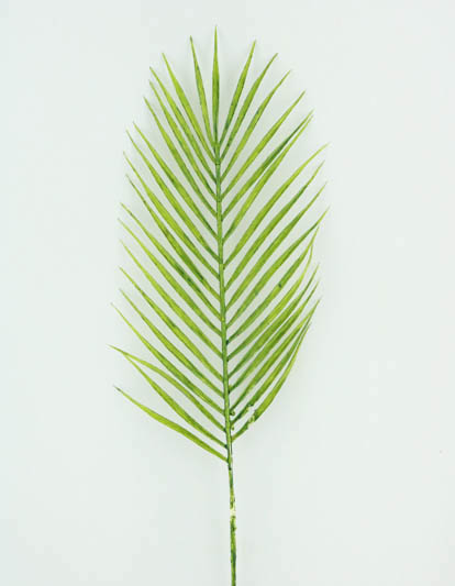 PALM LEAF 71 CM. GREEN