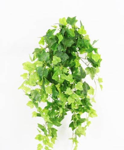 [413640] English Ivy Nat X 13 X 303 Lvs 89 Cm(T.T. Green)