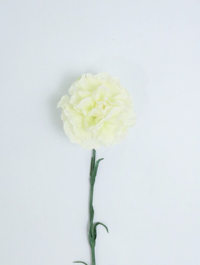 [413754] Carnation Single 59 Cm. White