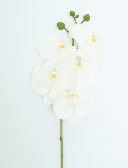 PHALEANOPSIS SPRAY X 60CM WHITE