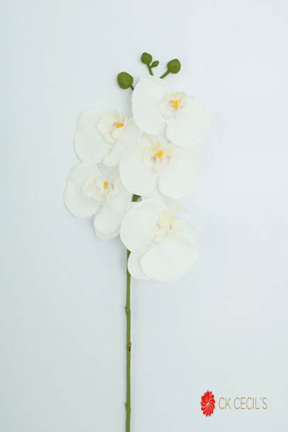 [413784] Phaleanopsis Spray X 60Cm White