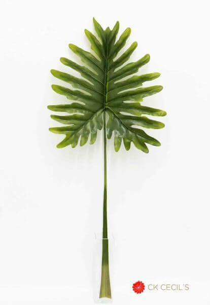 PHILODENDRO HOJA MEDIUM 1MT. GREEN