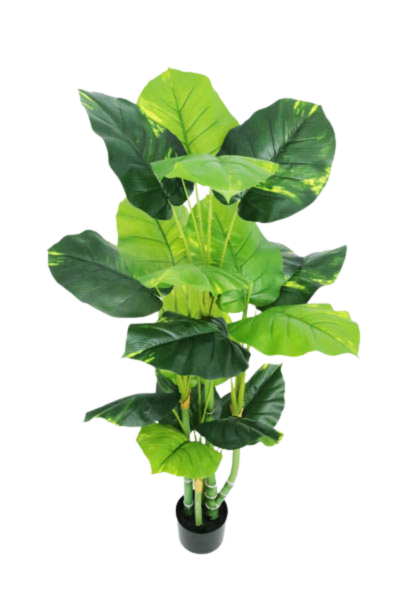 POTHOS TREE X 18 LVS X 1.20MTS T.T. GREEN