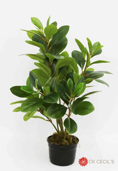 WATERCRESS BUSH NAT X8 53CM 