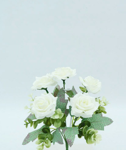 ROSE BUSH X 5  28 CM. WHITE