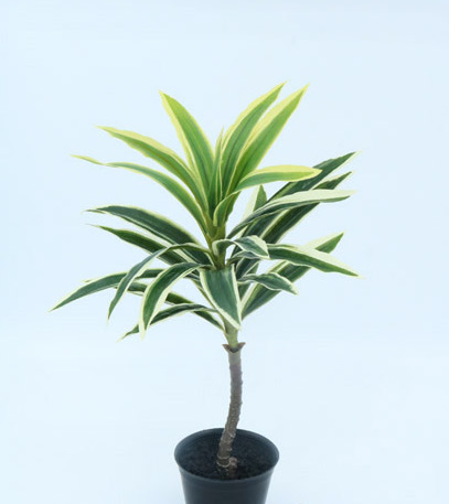 DRACENA MINI NAT X 38 CM