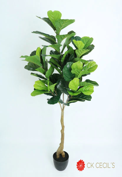 FIDDLE TREE NAT X 1.50 MTS