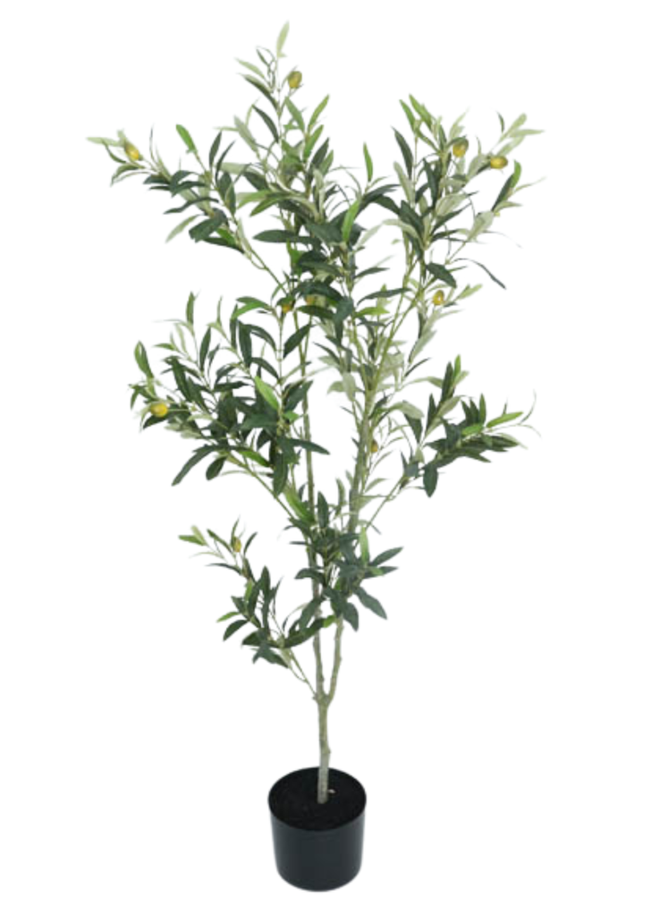 OLIVE TREE 120 CM.