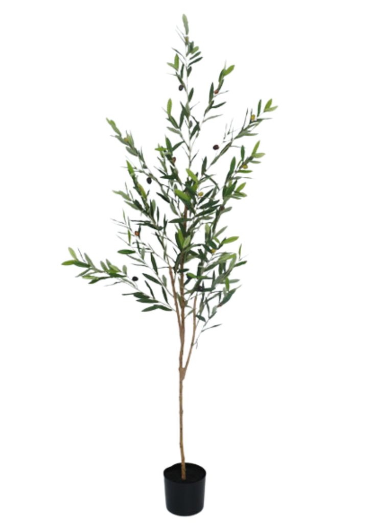OLIVE TREE NATURAL TRUNK 180CM