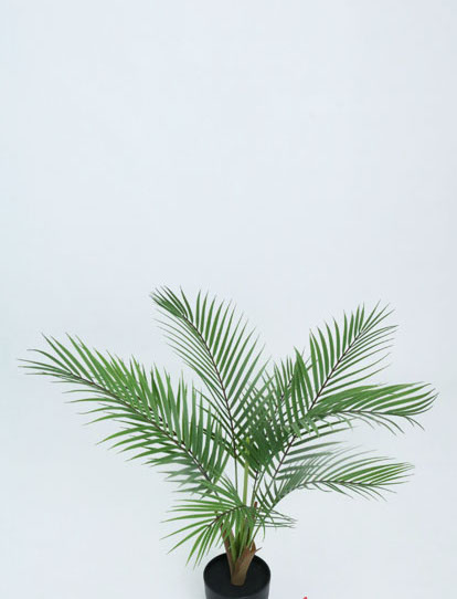 KENTIA PALM TREE 60 CM. X 8LVS T.T. GREEN