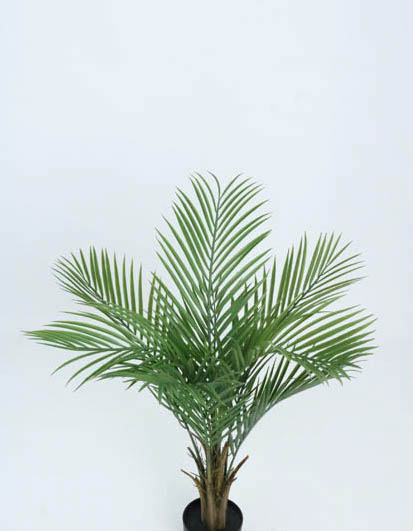 KENTIA PALM TREE 92CM. X 8LVS. T.T. GREEN