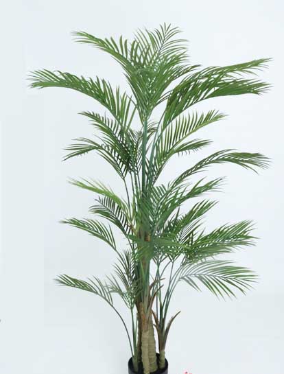 ARECA PALM TREE 1.83MTS. X 28 LVS 