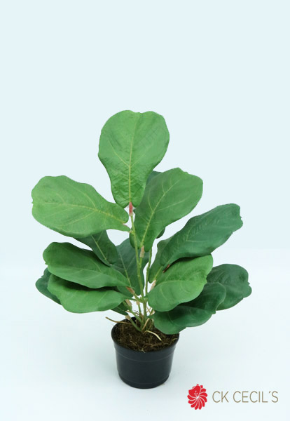 FIDDLE PLANT LEAF 48CM GREEN