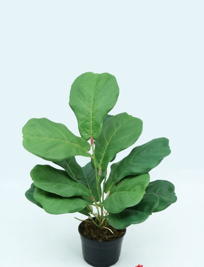 FIDDLE PLANT LEAF 48CM GREEN