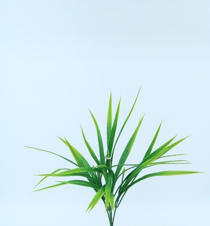 PASTO BUSH X 5 X 36 CM. GREEN