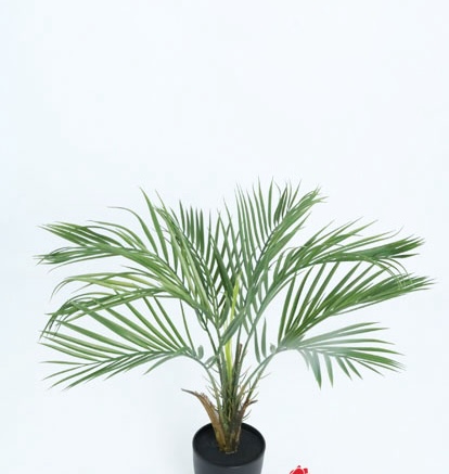 ARECA PLANT 60 CM. X 8 LVS. T.T. GREEN