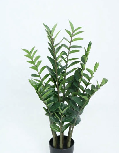 MONEY PLANT NT. 90CM X9 X166 LVS / T.T. GREEN