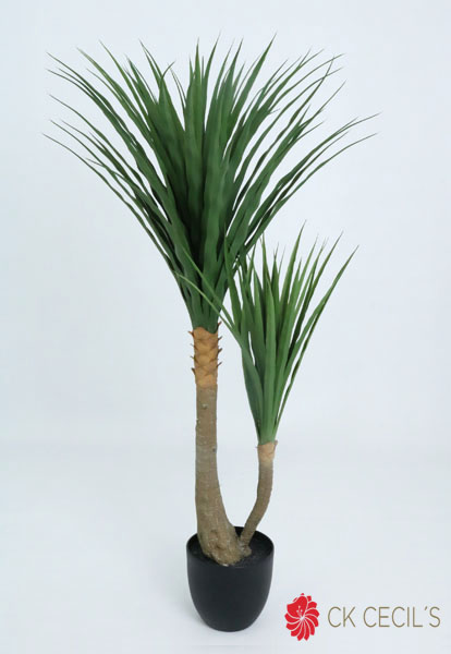 YUCCA PLANT 1.20 MTS. X 88 LVS / T.T. GREEN