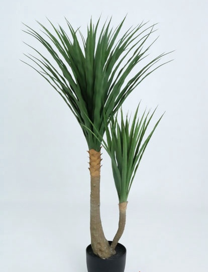 YUCCA PLANT 1.20 MTS. X 88 LVS / T.T. GREEN