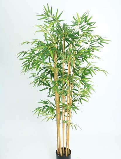 BAMBOO TREE 1200 LVS X 1.52 MTS