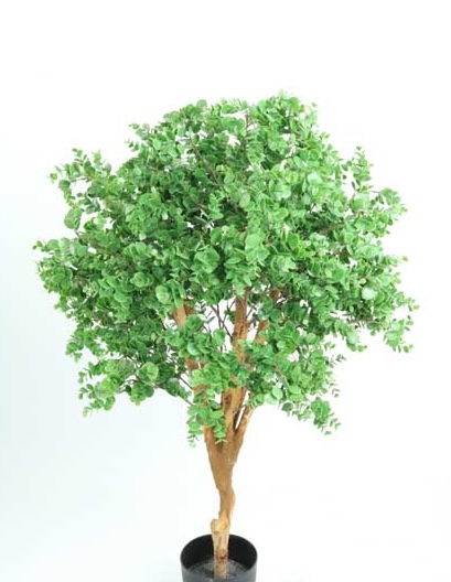 EUCALYPTUS TREE X805 LVS X 1.20 MTS