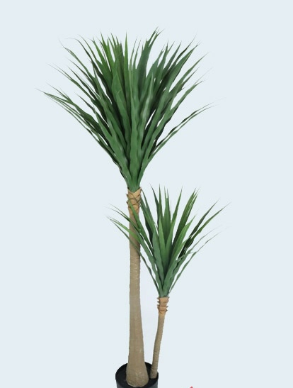 YUCCA PLANT 1.50MTS X 124 LVS