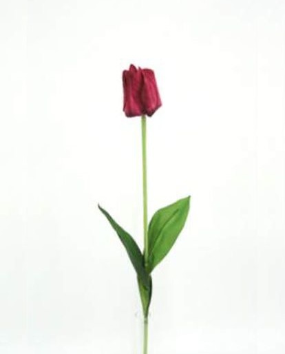 [413084] Micro Peach Tulip Bush Rose