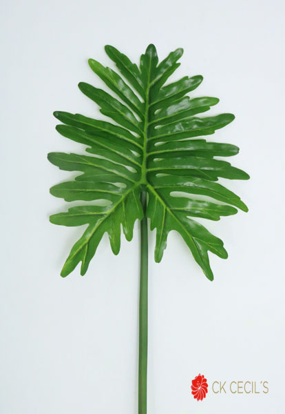 [413101] Selloum Hoja 91 Cm. Green