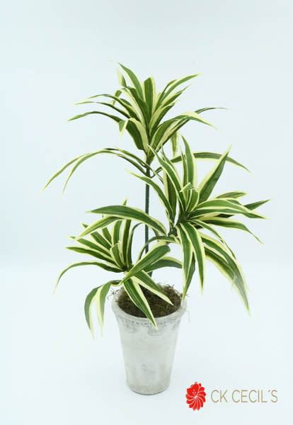 ANT. VASO CON DRACENA 50 CM. WH/GREEN