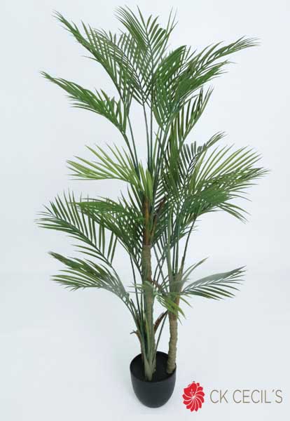 ARECA PALM TREE 1.52MTS.X25LVS