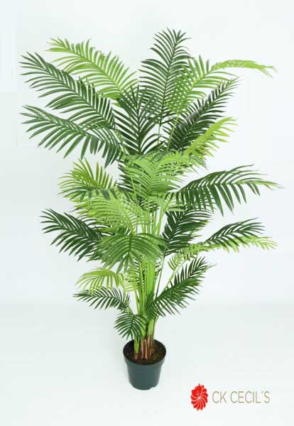 FOUNTAIN PALM NAT. X 55 CM. GREEN