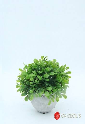 [413398] ANT. VASI.C/PICKS HOJITAS17X19 GREEN